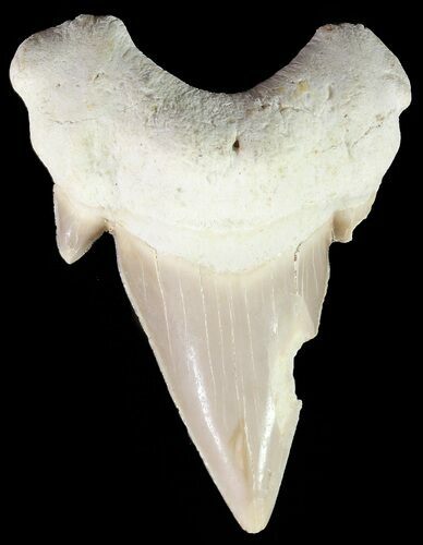 Otodus Shark Tooth Fossil - Eocene #67260